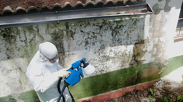 Top rated local Attic Mold Remediation specialists in Waverly, IL